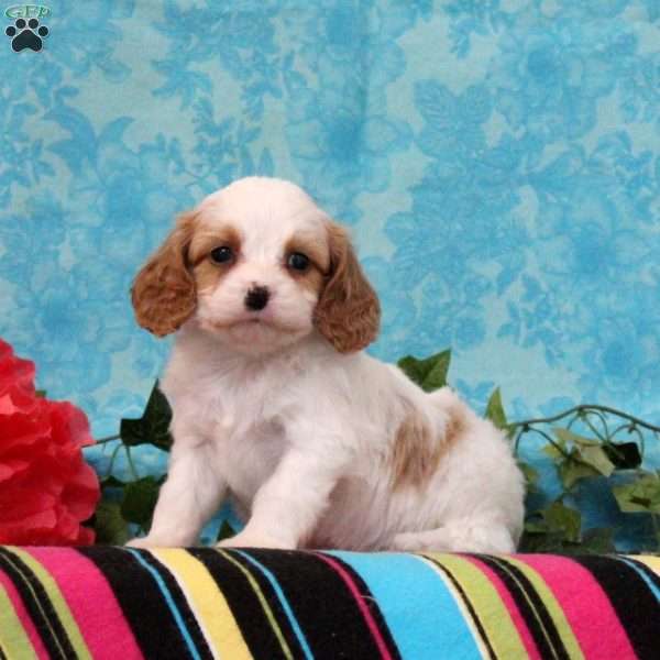 Kory, Cavalier King Charles Mix Puppy